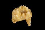 Eocene Primate (Necrolemur) Rooted Tooth Fossil - France #179995-1